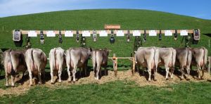 ZF Planta  Pia Windlin Markus Oberendi St. Niklausen